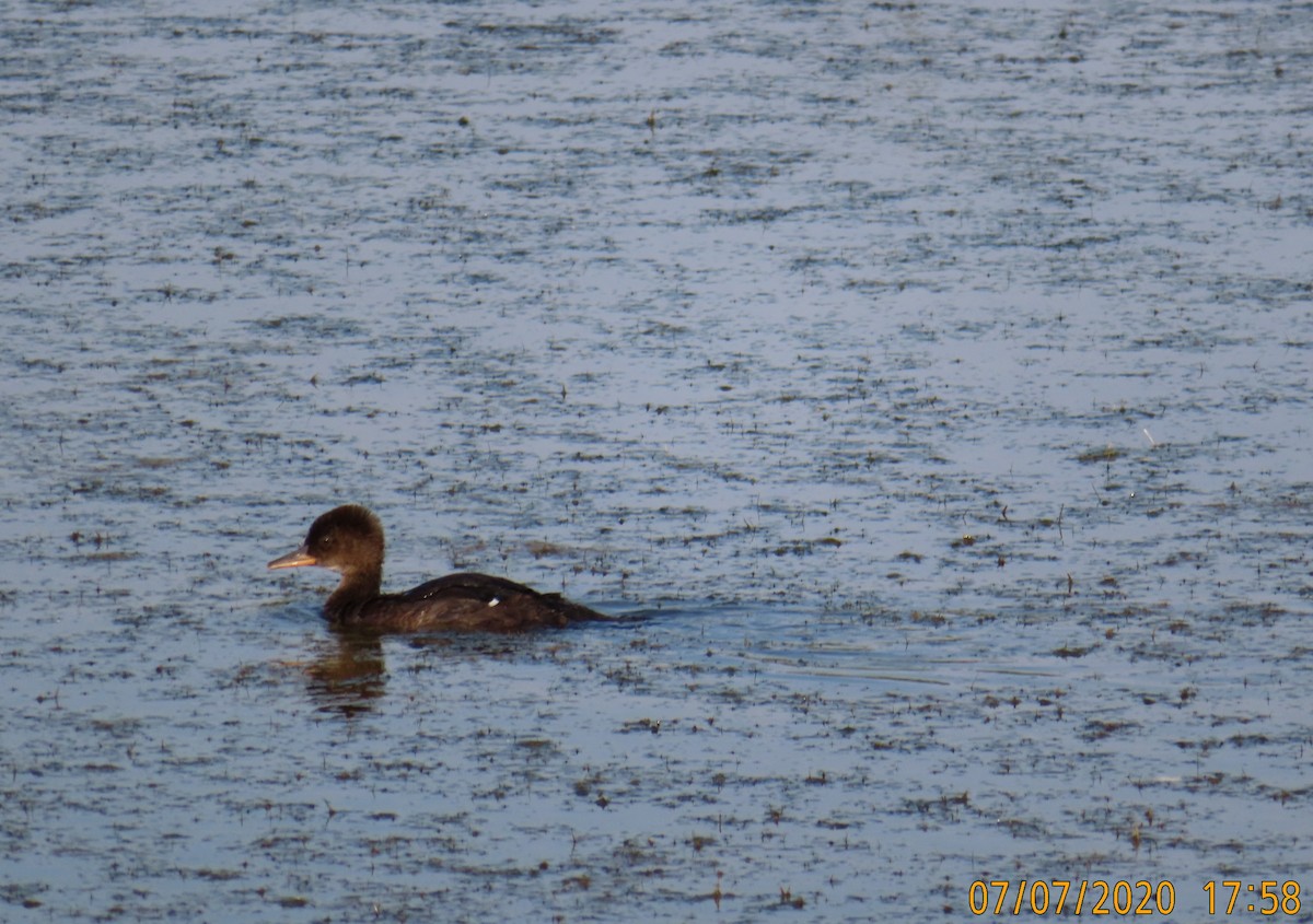 Hooded Merganser - ML248205731