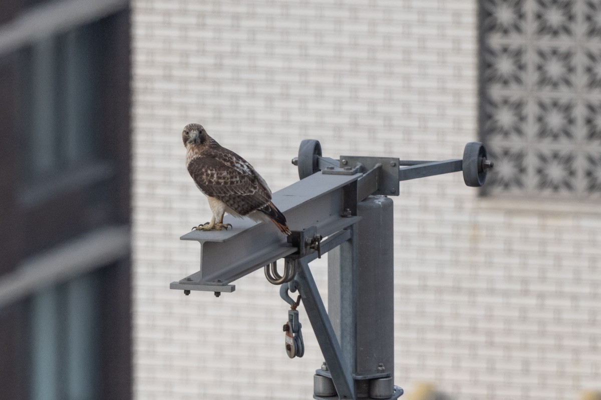 Red-tailed Hawk - ML248206971