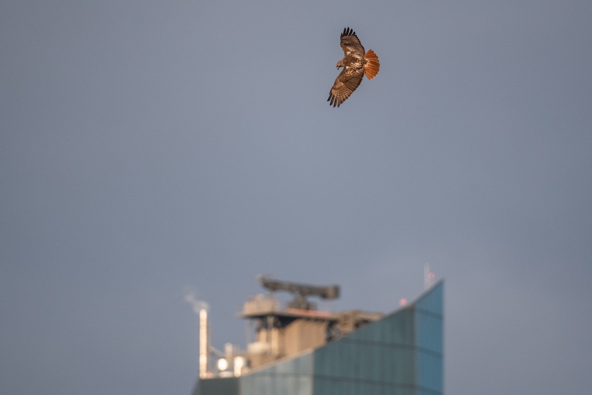 Red-tailed Hawk - ML248206991