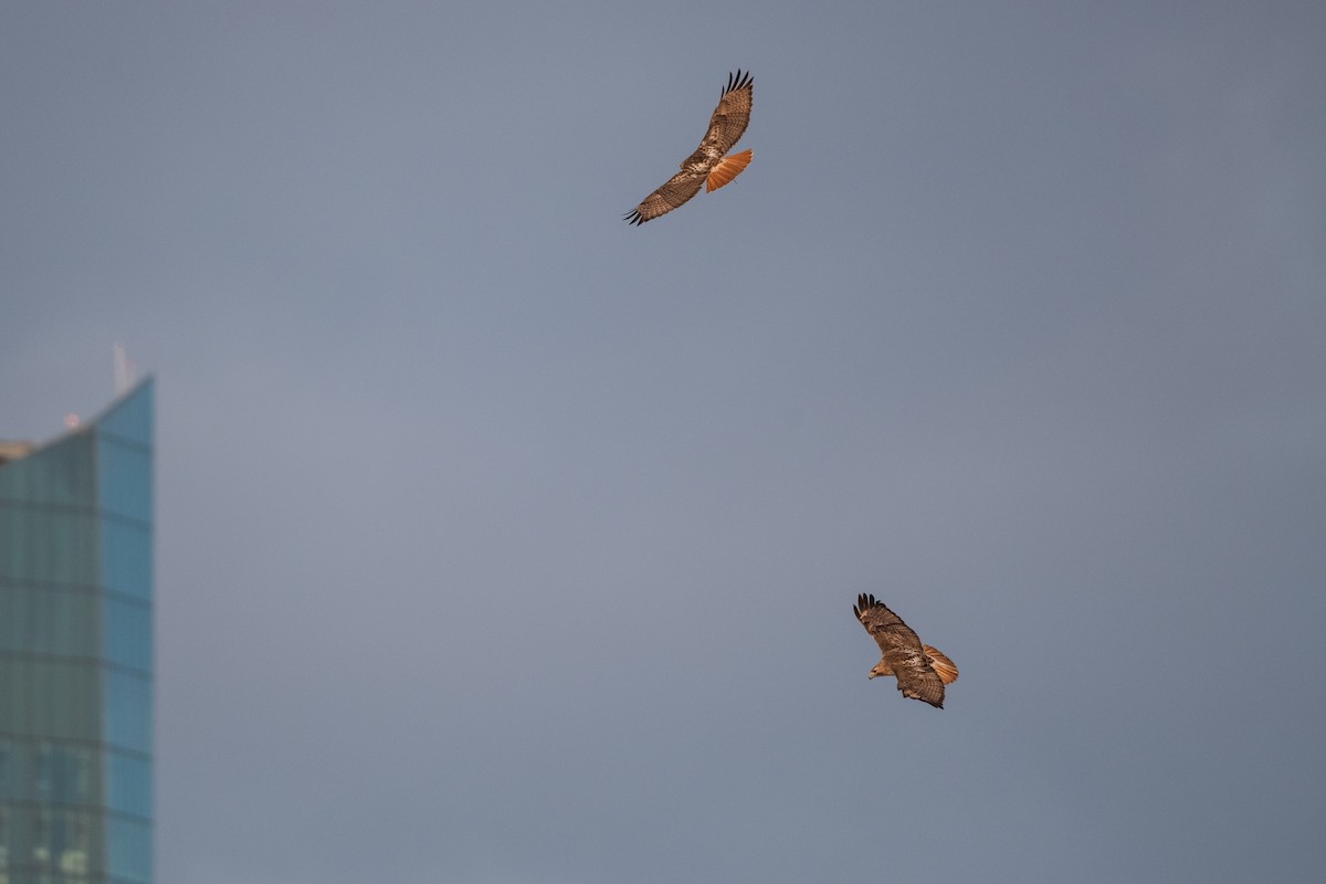 Red-tailed Hawk - ML248207001