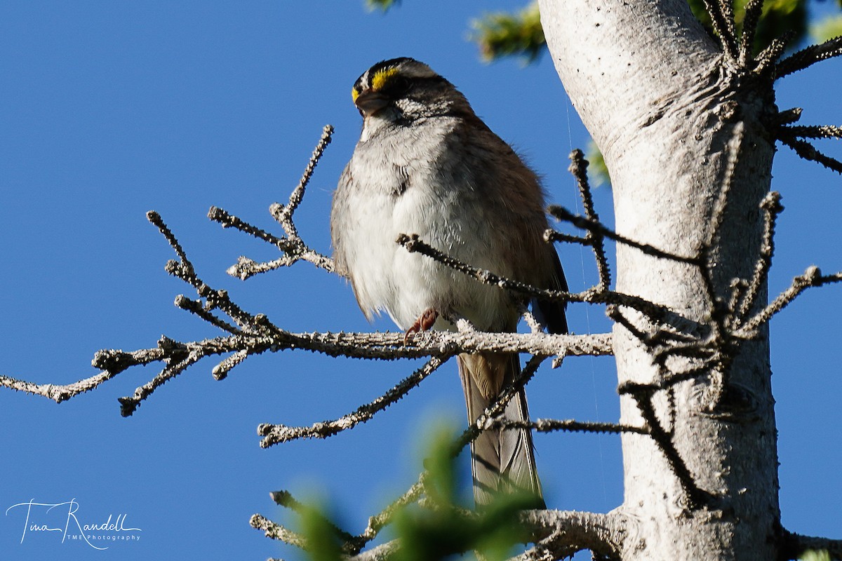 White-throated Sparrow - ML248209011