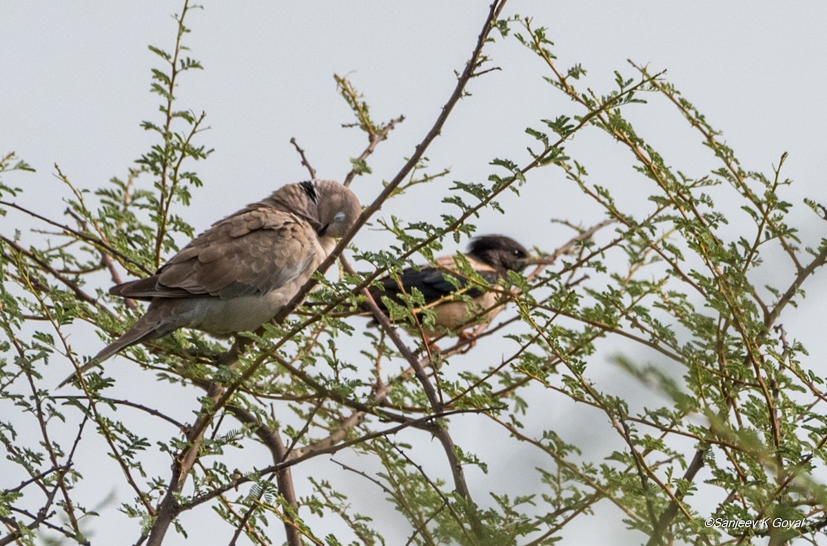 Rosy Starling - ML248210731