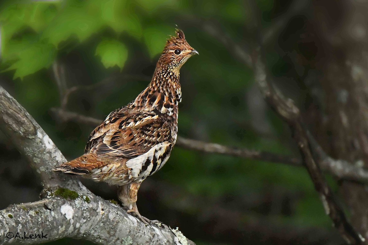 Ruffed Grouse - Alan Lenk