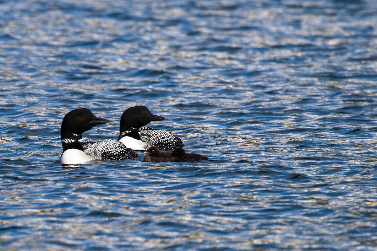 Plongeon huard - ML248211081