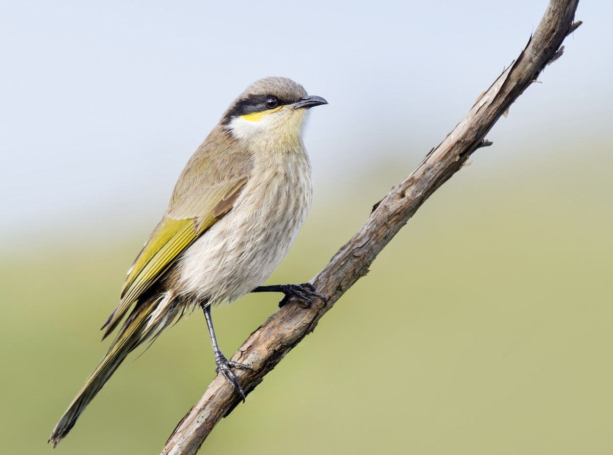 Singing Honeyeater - ML248212961
