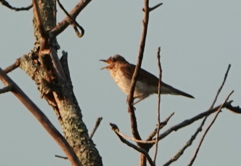 Veery - ML248215311