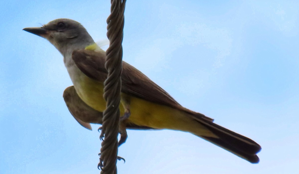 Western Kingbird - Eric  Weston