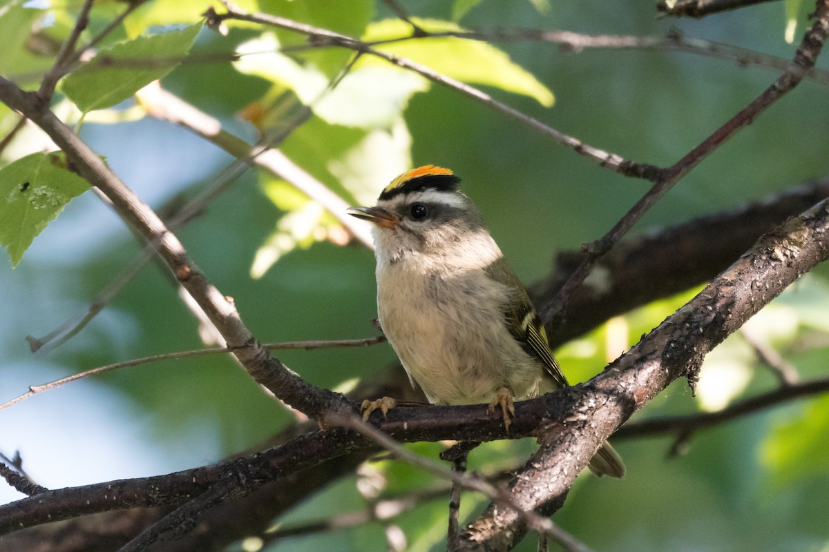 Golden-crowned Kinglet - Paul Leonard