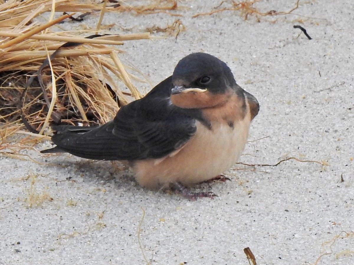 Barn Swallow - ML248219581