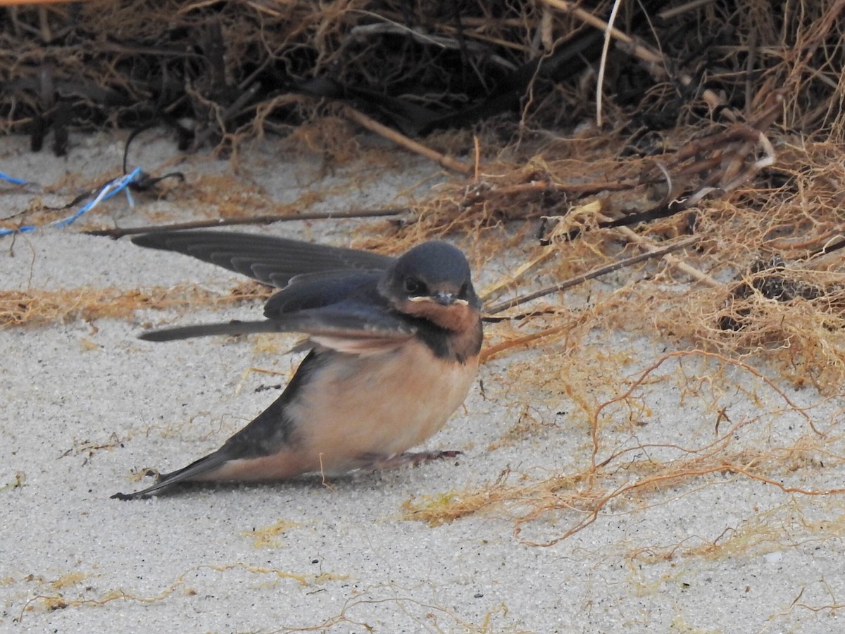 Barn Swallow - ML248219601