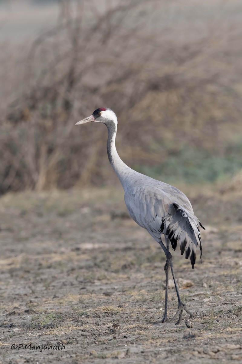 Common Crane - ML248219771