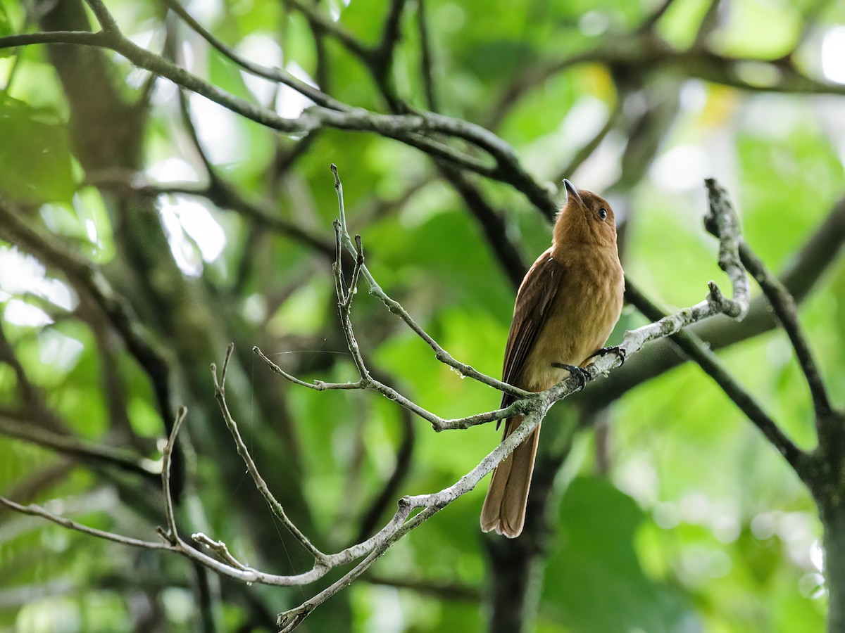 Rufous Mourner - Nick Athanas