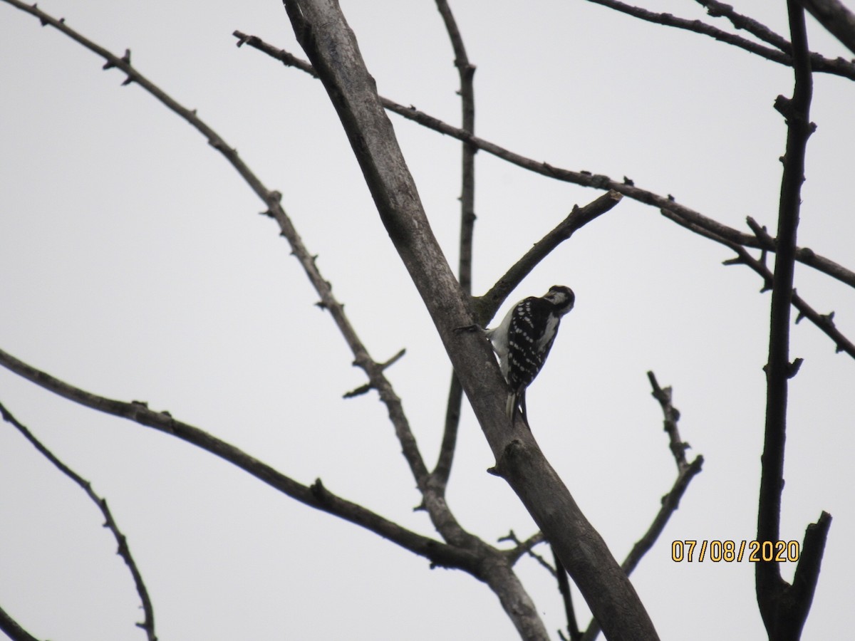 Hairy Woodpecker - ML248221791