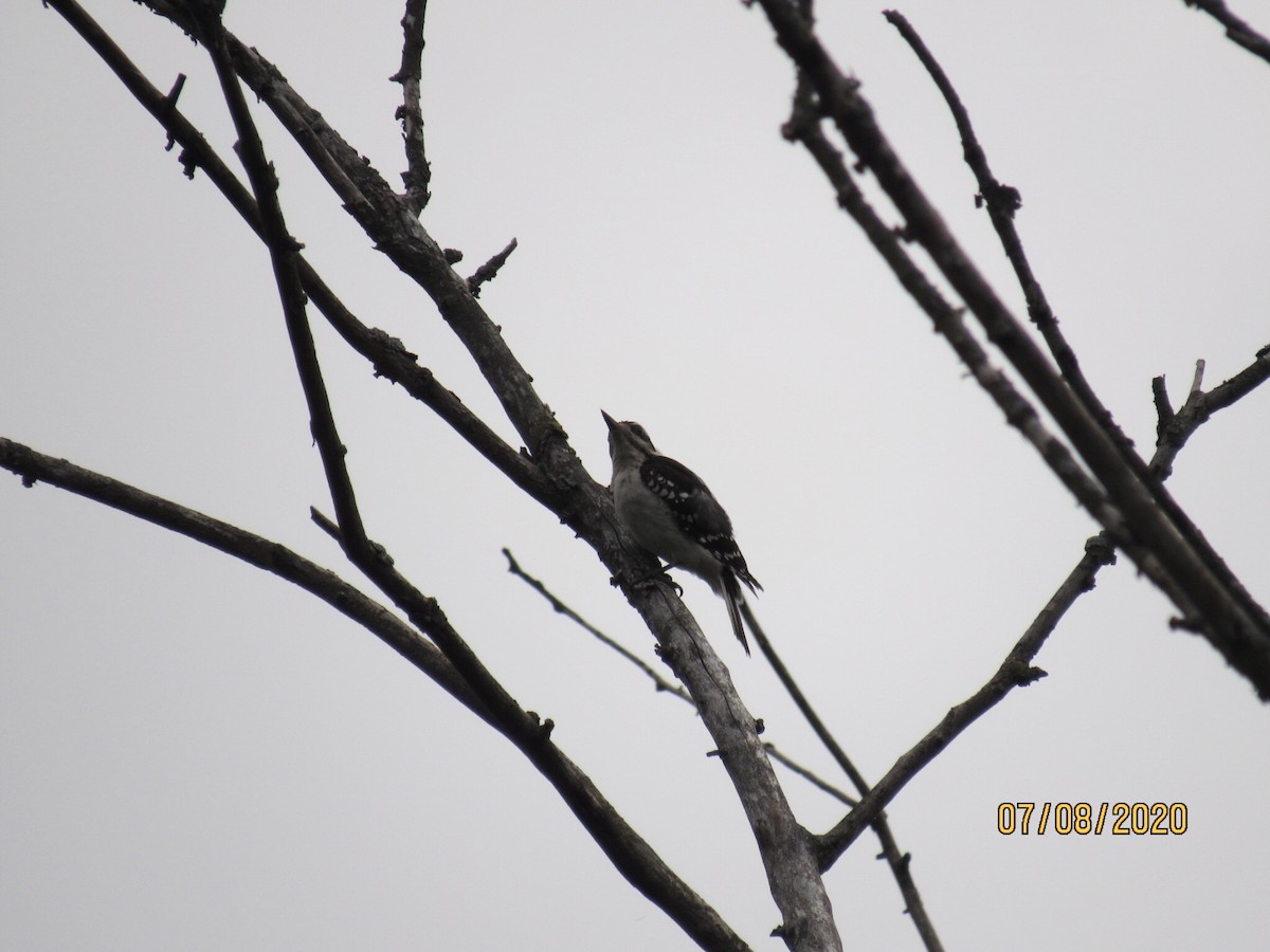 Hairy Woodpecker - Jason Petersheim