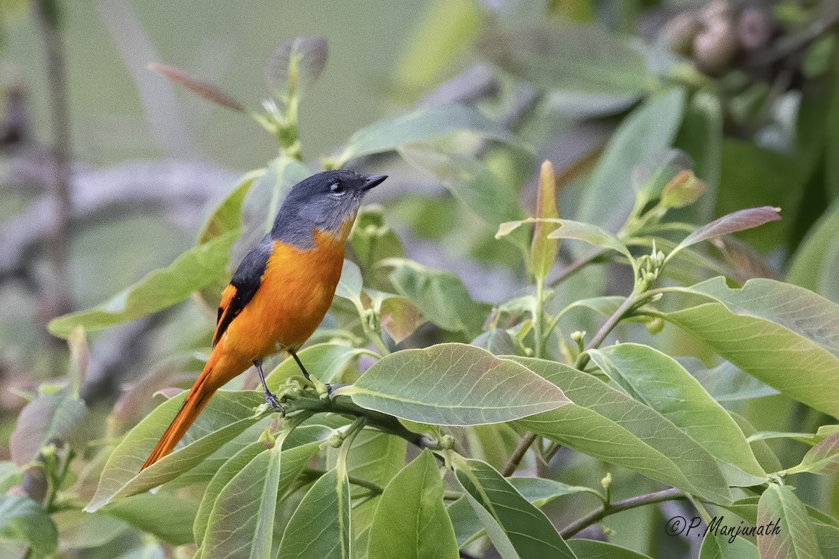 Gray-chinned Minivet - ML248221941