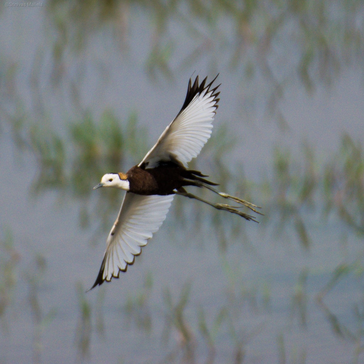 Pheasant-tailed Jacana - Srinivas Mallela