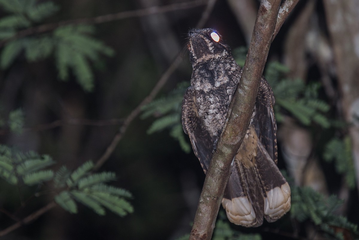 Cuban Nightjar - ML248222561