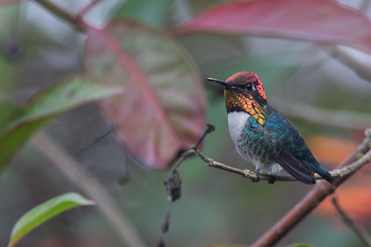 Bee Hummingbird - Robert Tizard