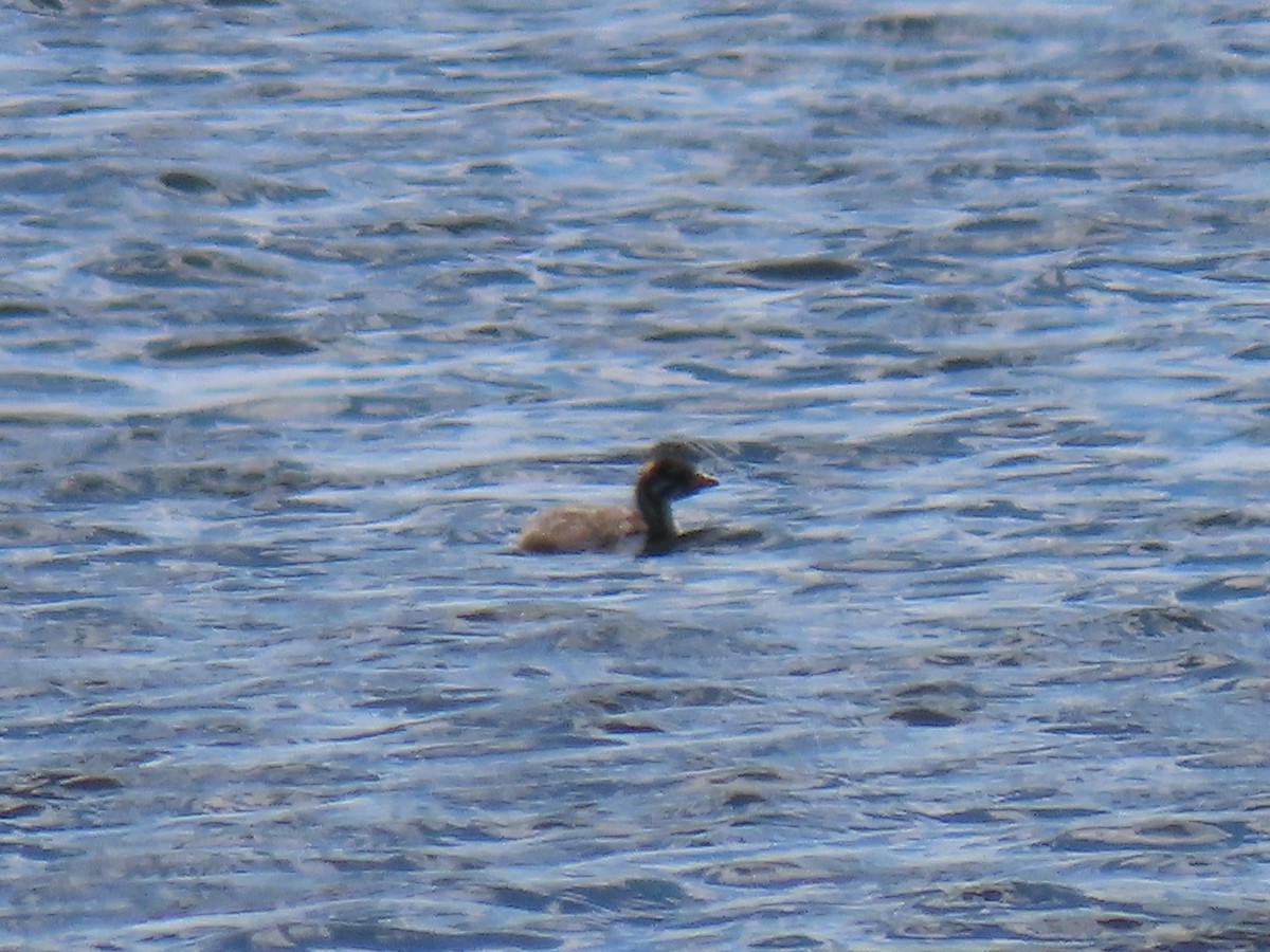 American Coot - ML248224651
