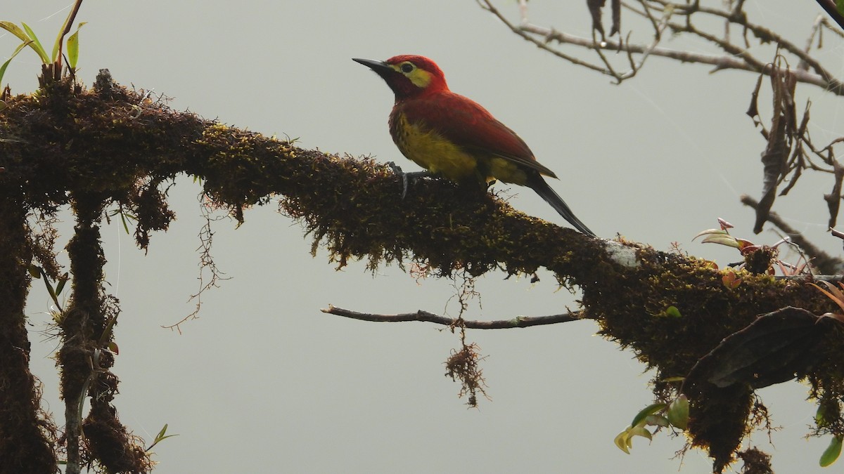 Crimson-mantled Woodpecker - ML248226191