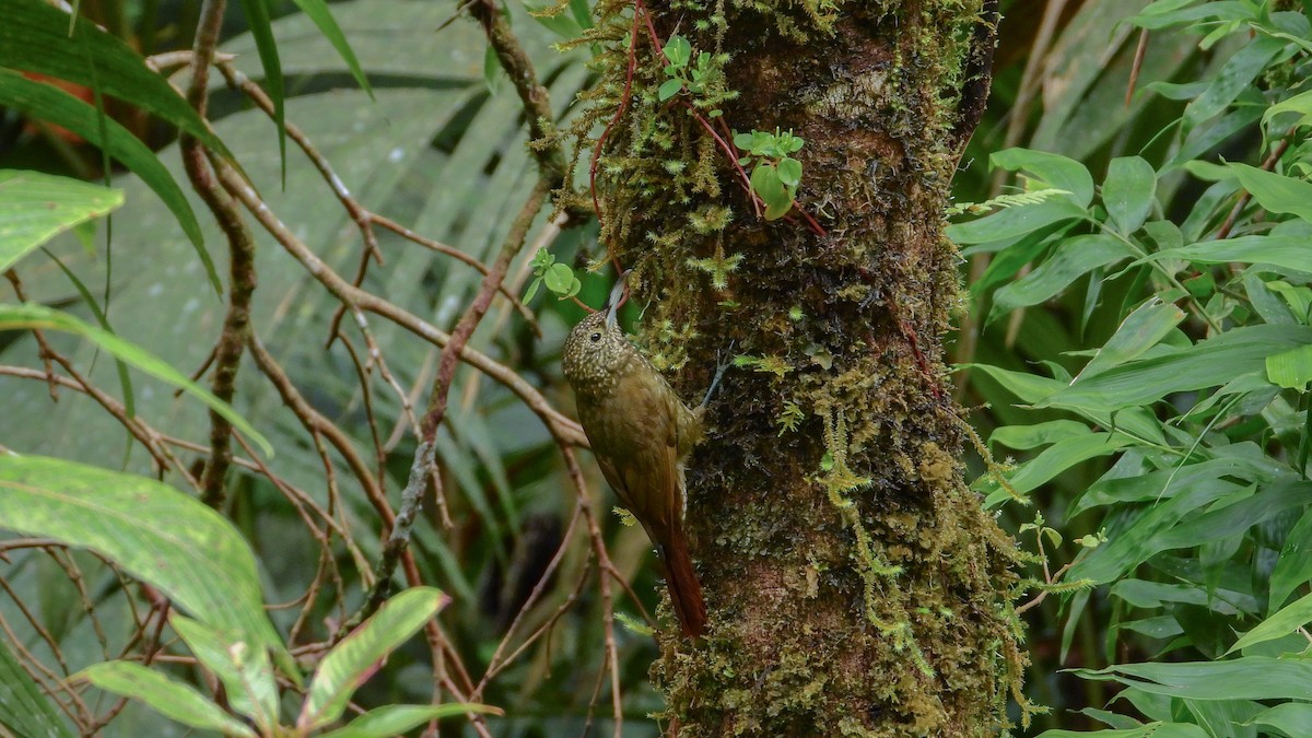 Olive-backed Woodcreeper - Jorge Muñoz García   CAQUETA BIRDING