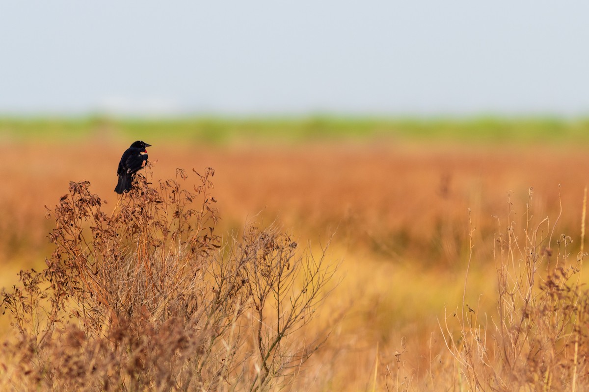 Red-winged Blackbird - ML248227501