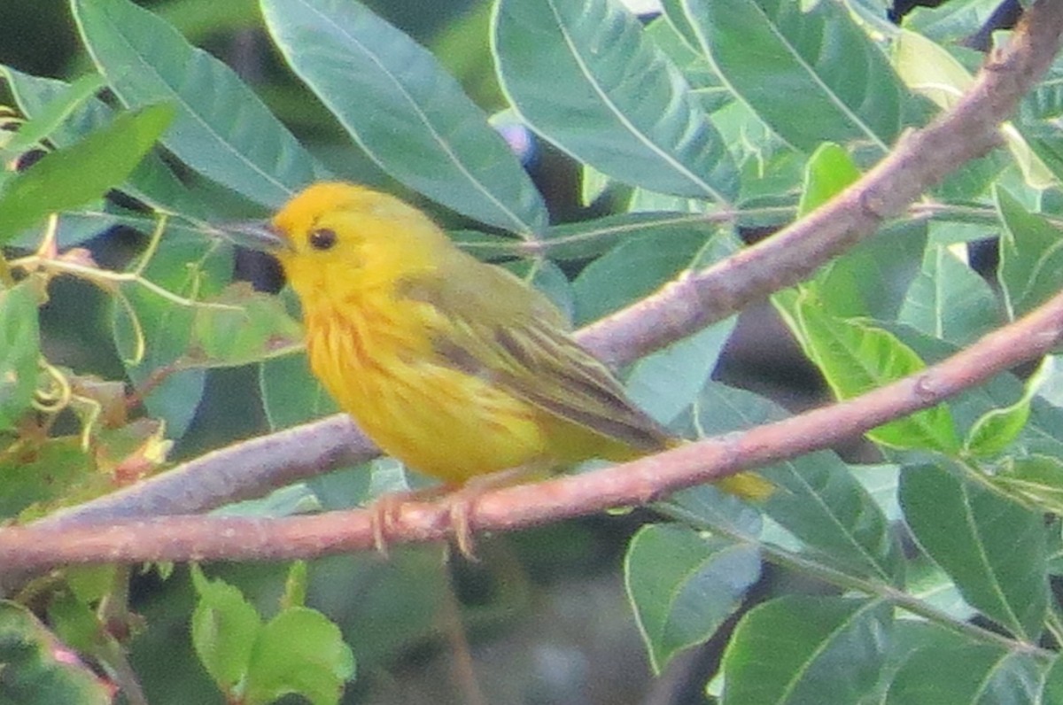 Yellow Warbler (Northern) - ML248227581