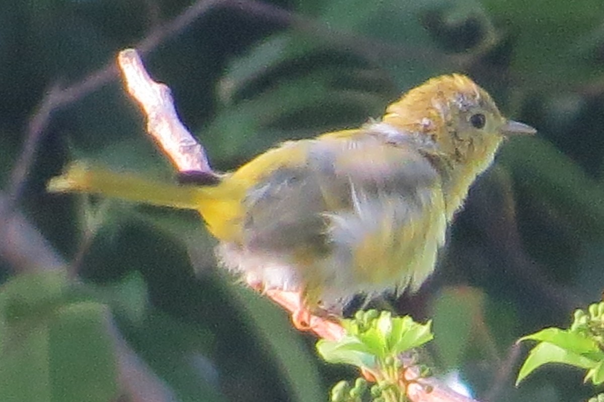 Yellow Warbler (Northern) - ML248227601