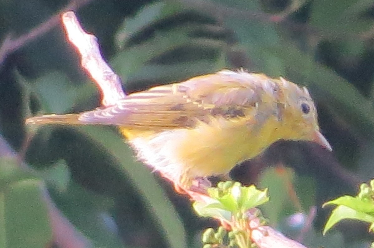 Yellow Warbler (Northern) - ML248227621