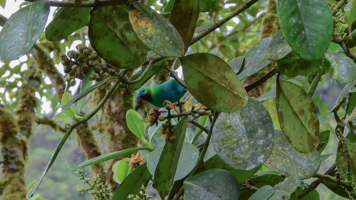 Orange-eared Tanager - ML248227671