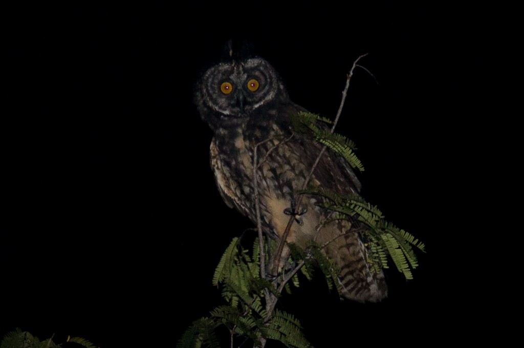 Stygian Owl - ML248227871
