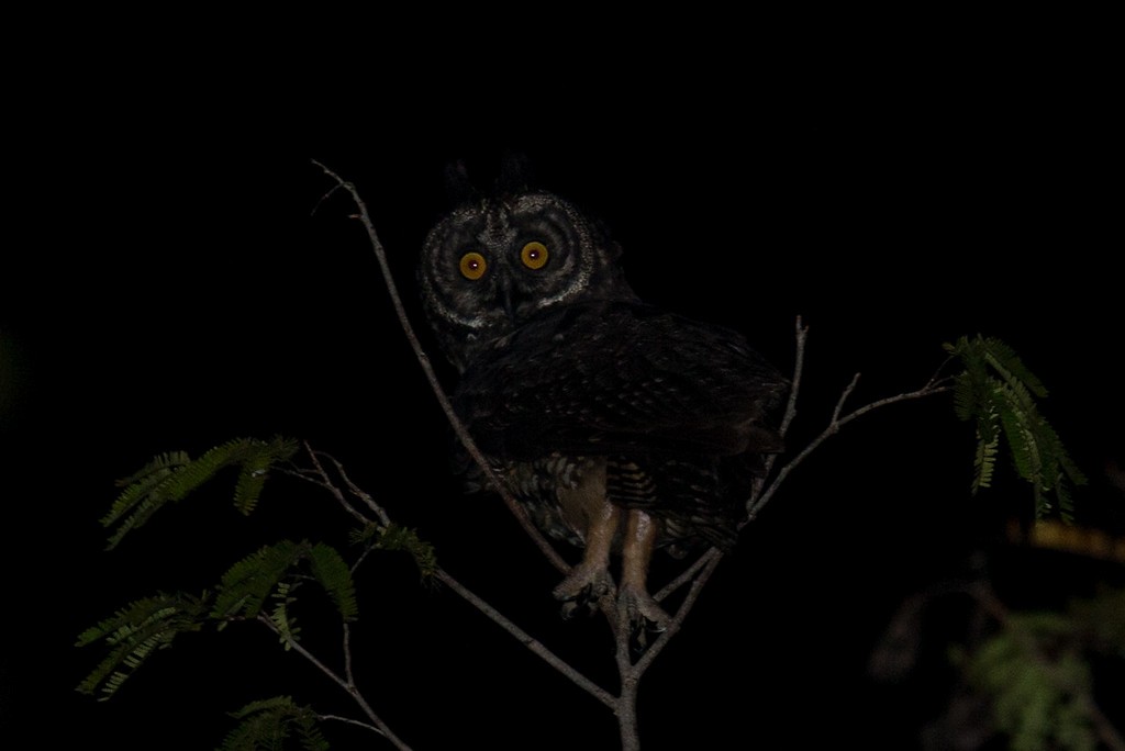 Stygian Owl - ML248227881