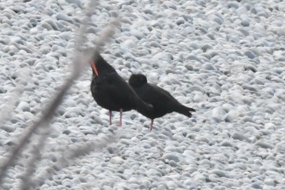 Variable Oystercatcher - Cathryn Dippo