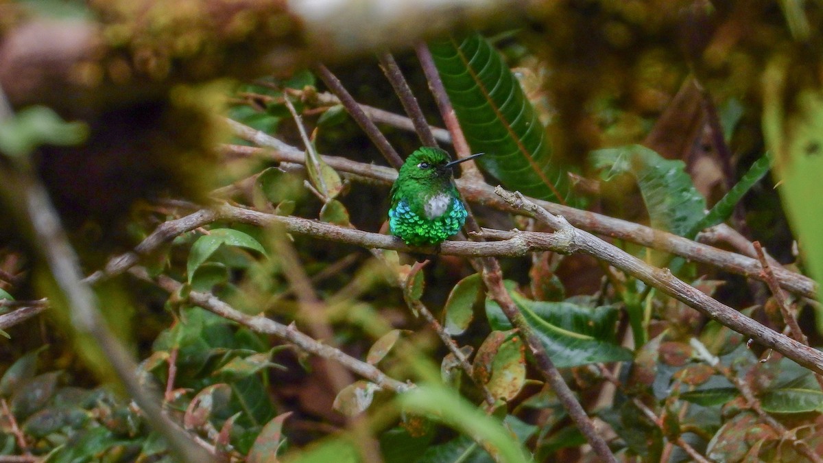Emerald-bellied Puffleg - Jorge Muñoz García   CAQUETA BIRDING