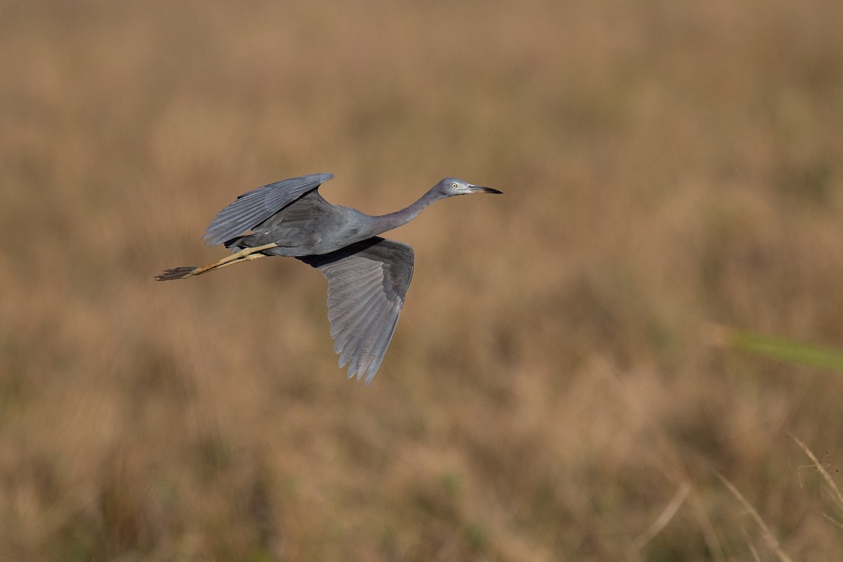 Little Blue Heron - Robert Tizard