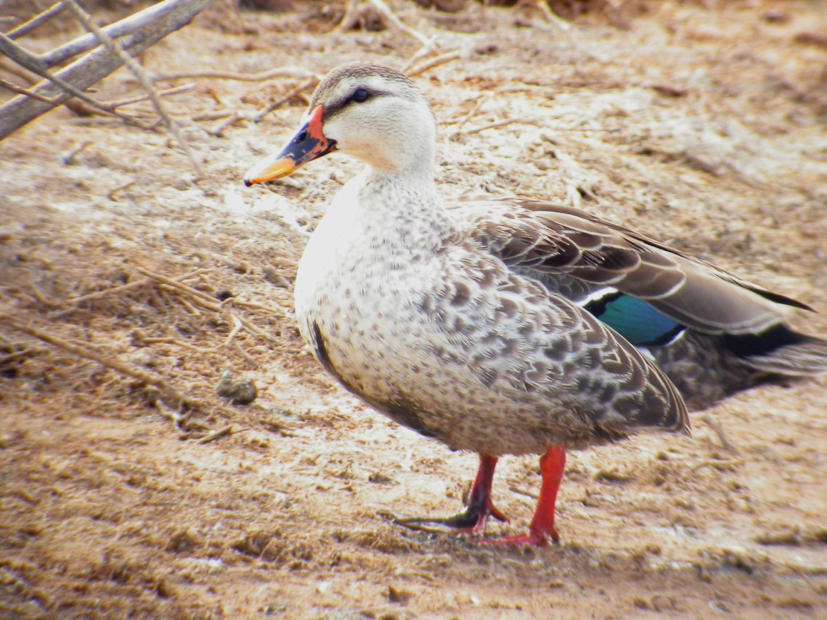 Indian Spot-billed Duck - ML248228811