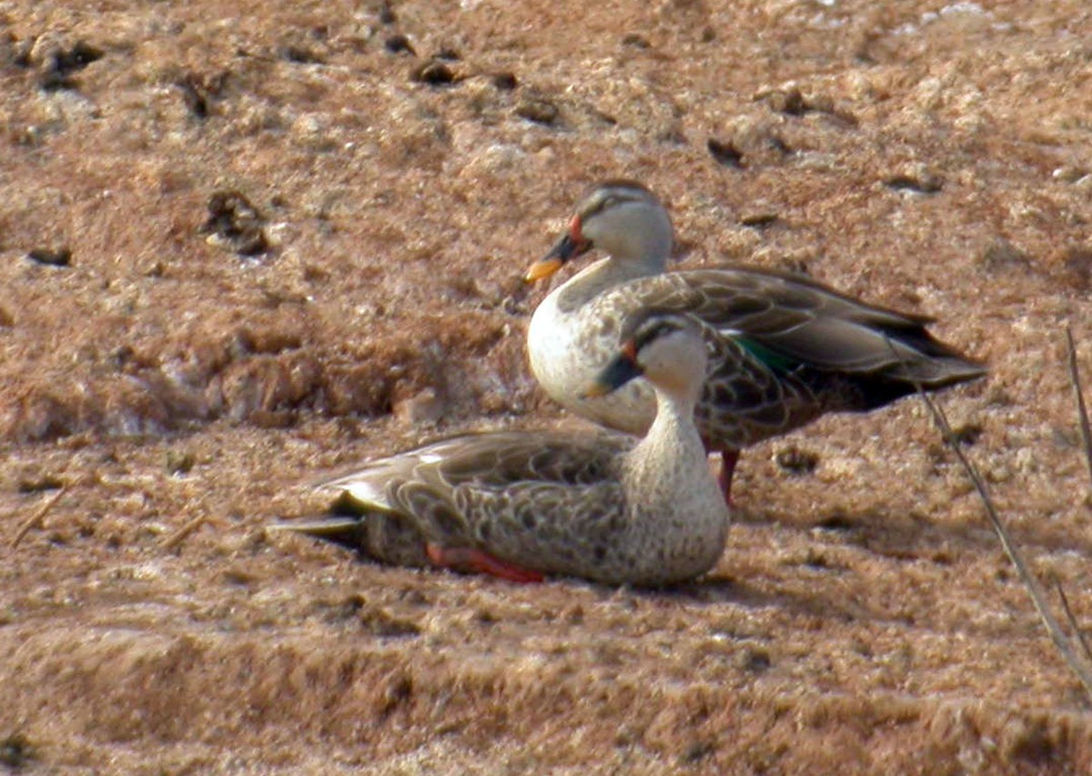 Indian Spot-billed Duck - ML248228821