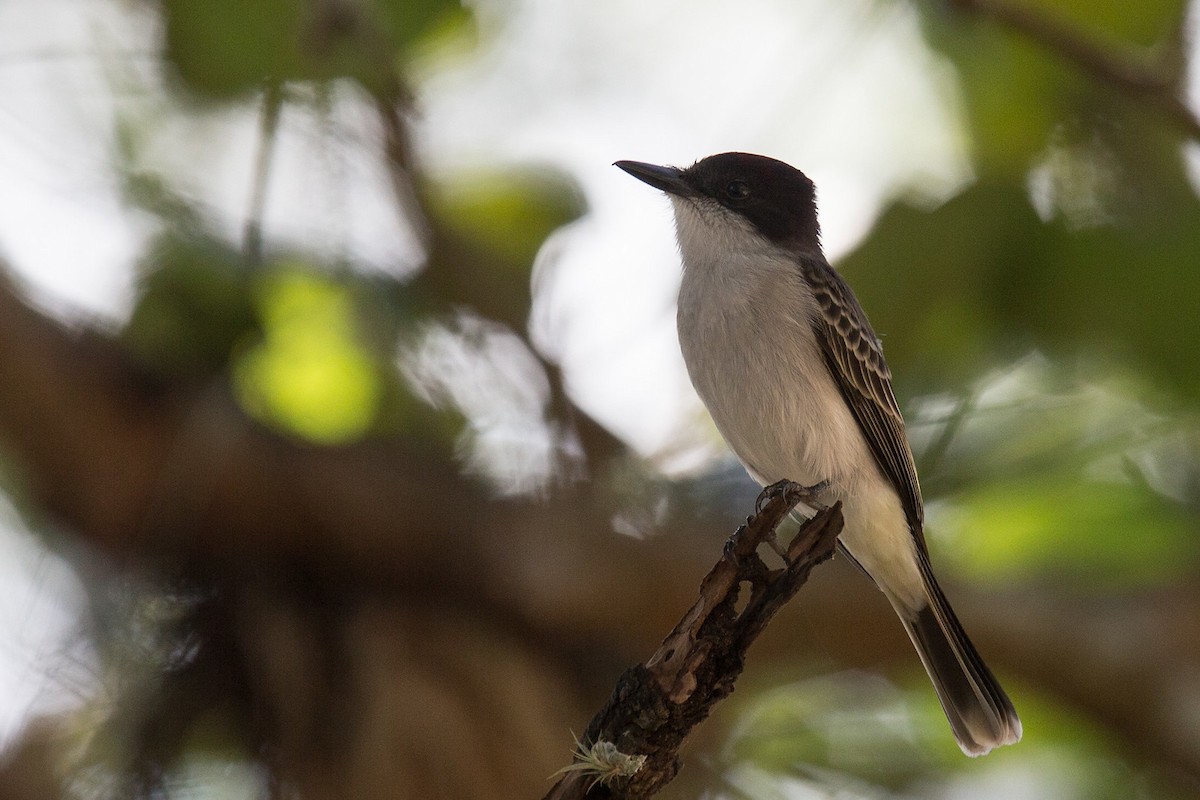 Loggerhead Kingbird - Robert Tizard