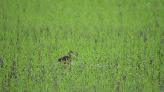 Lesser Whistling-Duck - ML248230261