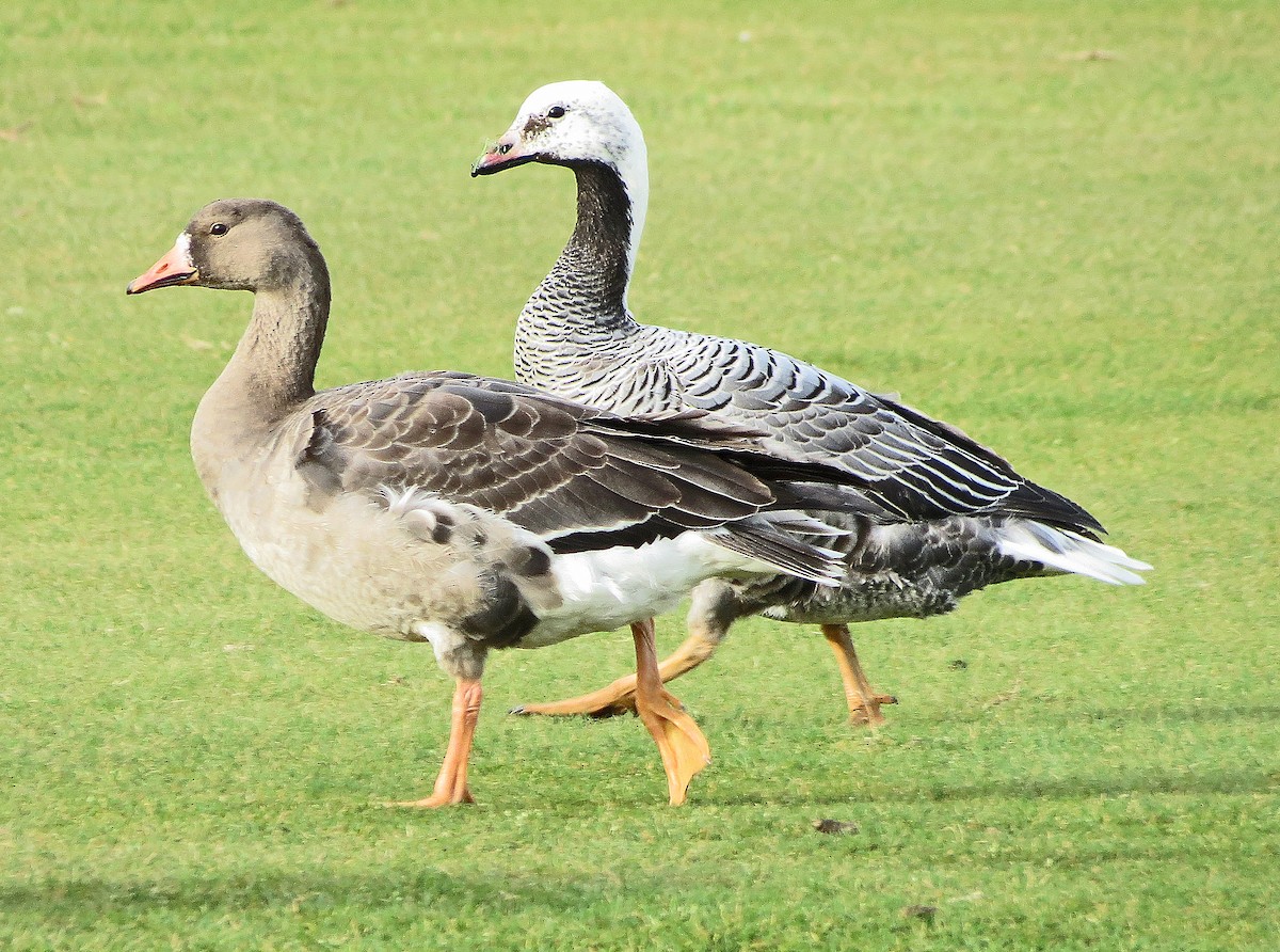 Emperor Goose - Blair Bernson