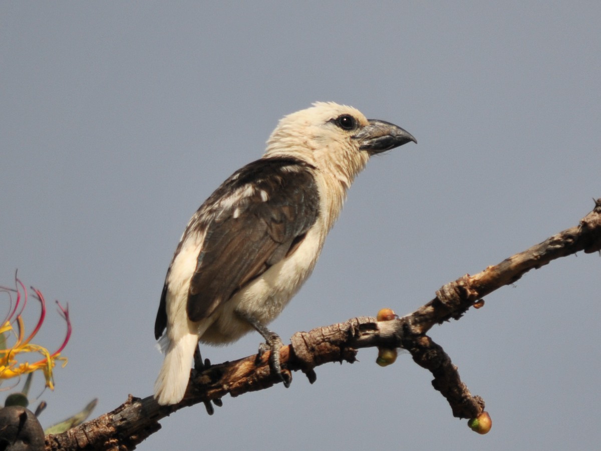 White-headed Barbet - ML248238211