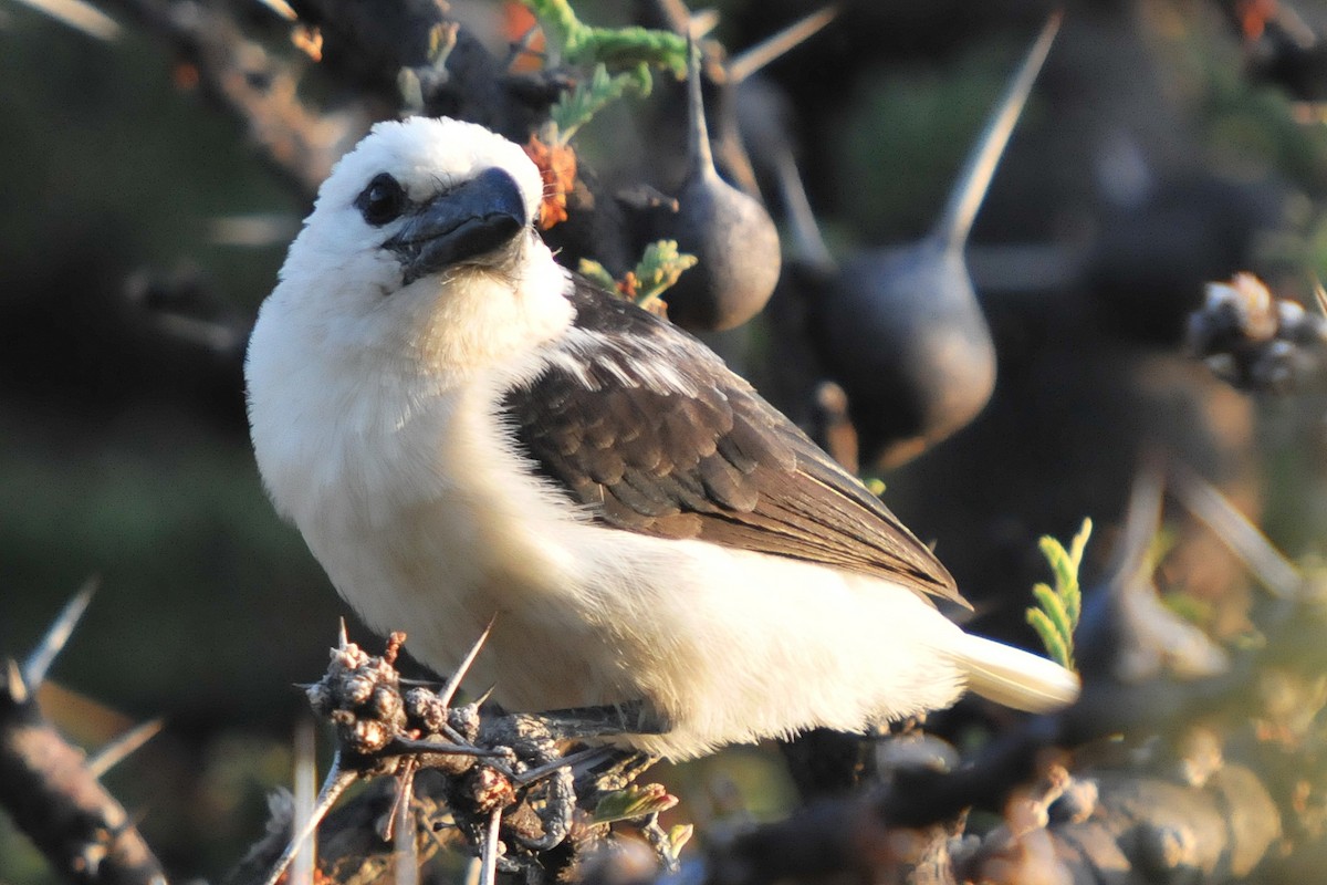 White-headed Barbet - ML248238221