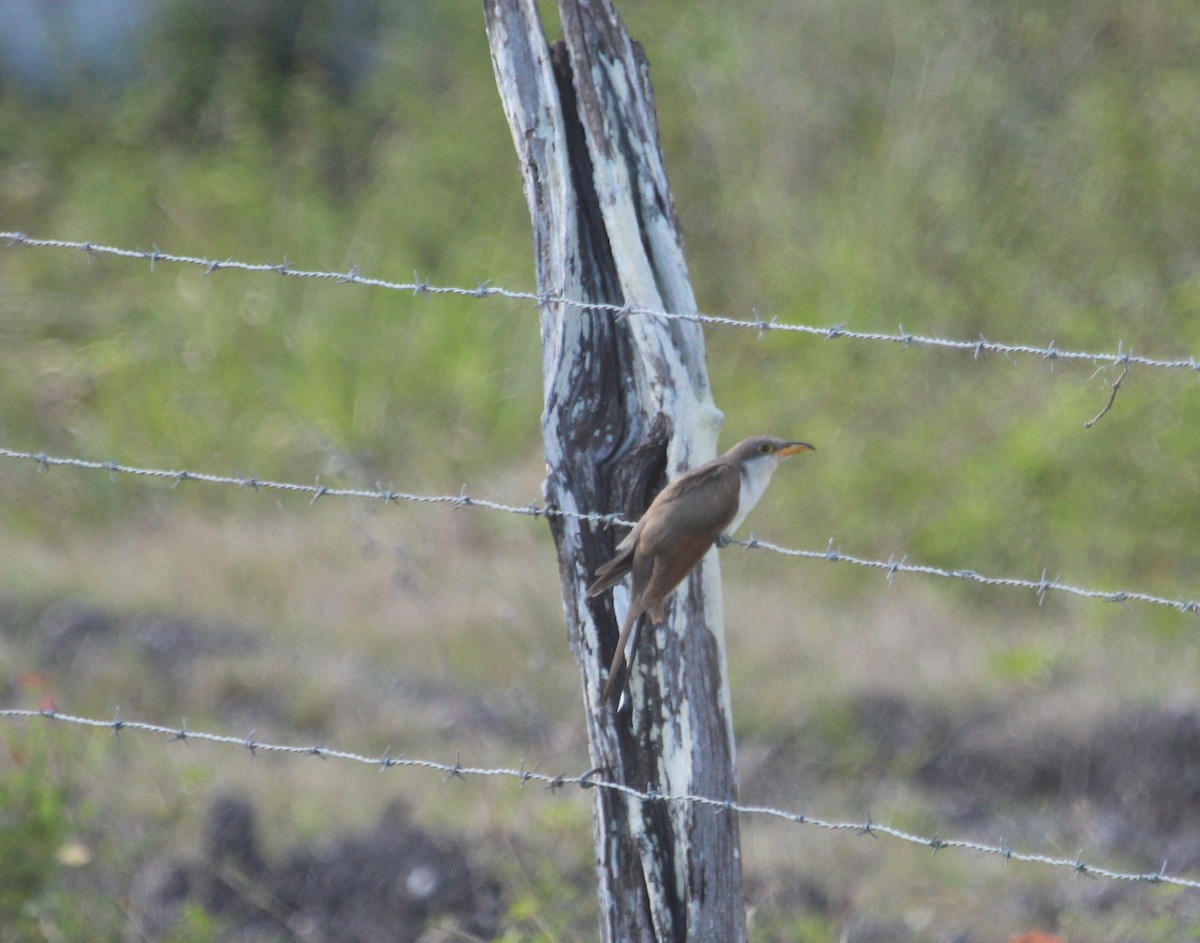 Yellow-billed Cuckoo - ML24823871