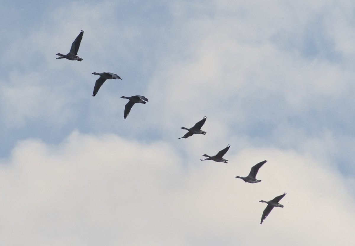 Graylag Goose - Ed Stubbs