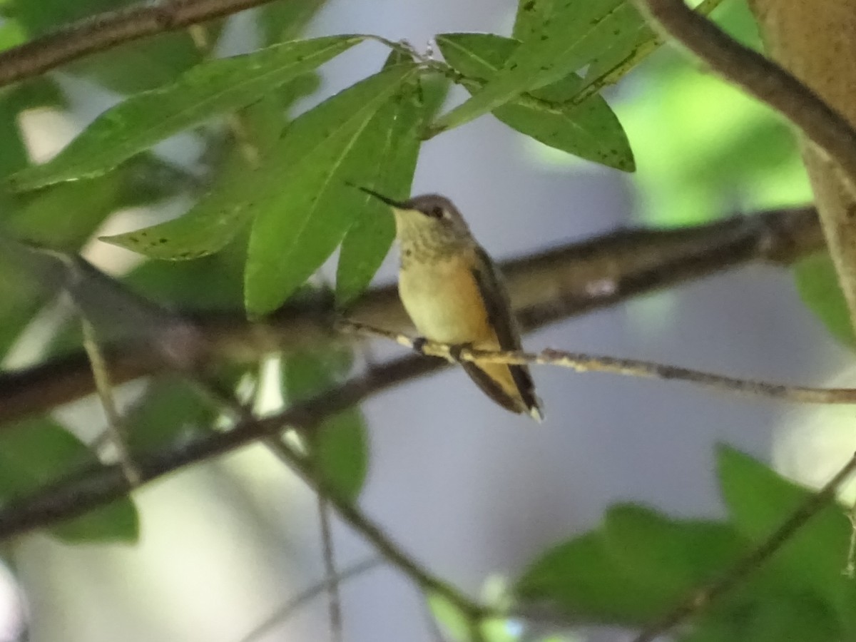 Allen's Hummingbird - Leticia Padilla
