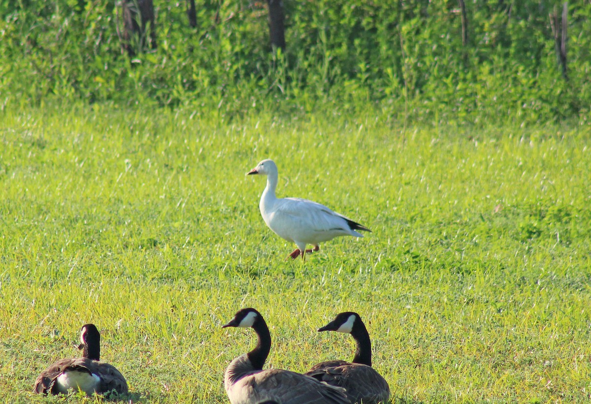 Snow Goose - ML248241561