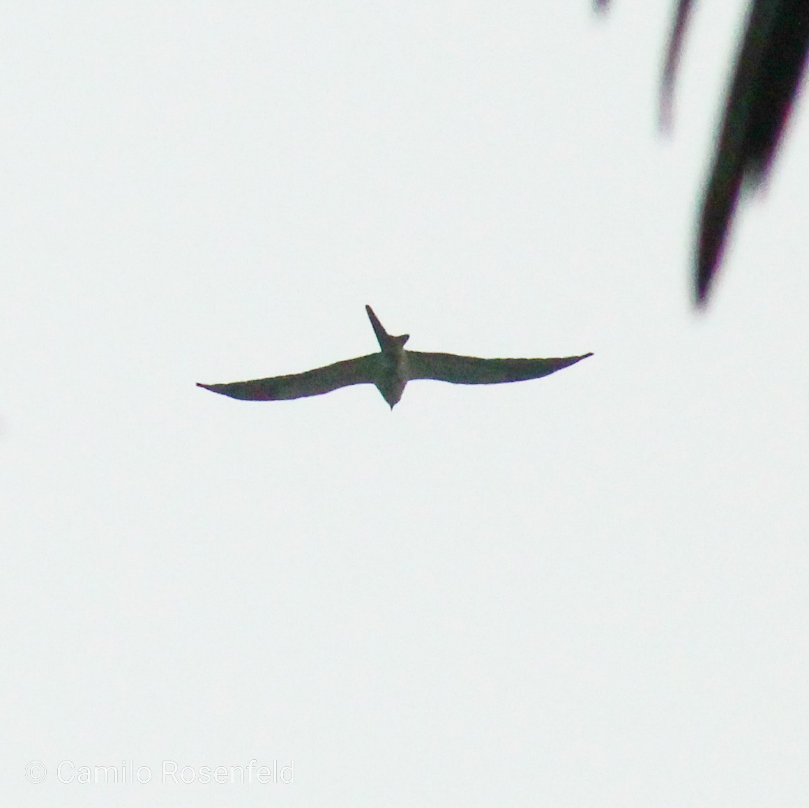 Swallow-tailed Kite - Camilo Rosenfeld