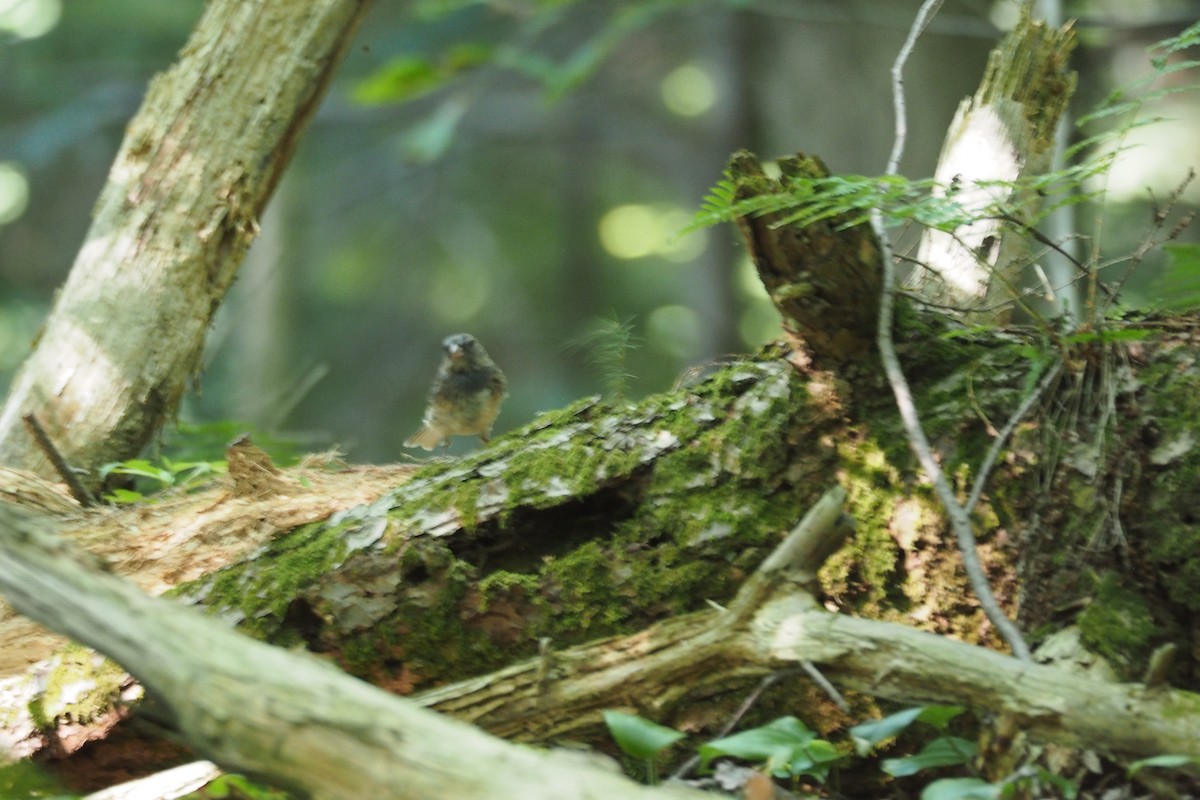 Junco ardoisé - ML248243761