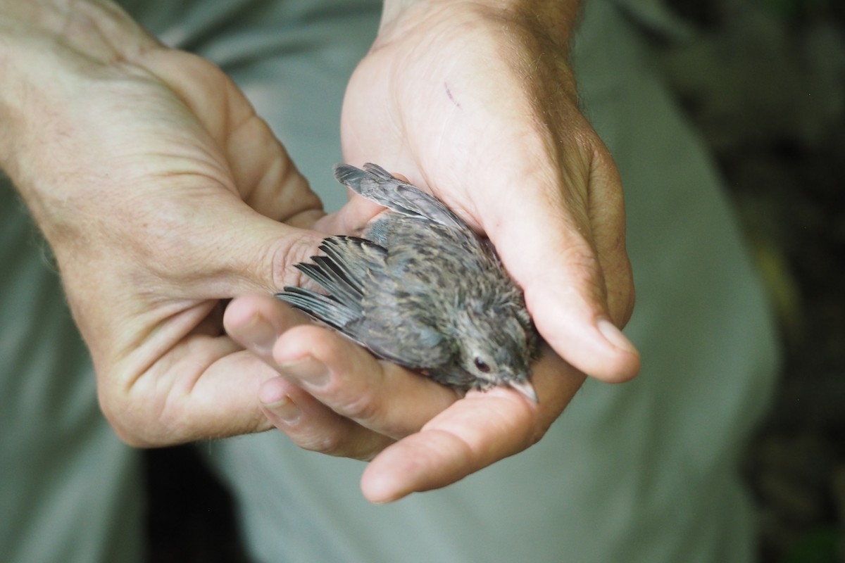 Junco ardoisé - ML248243781