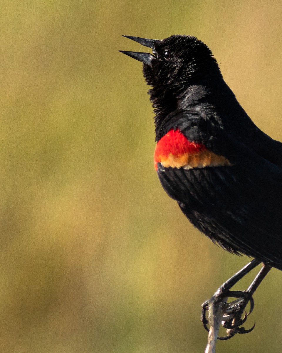 Red-winged Blackbird - ML248244161